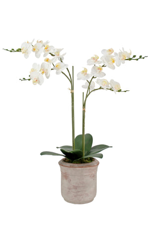 Stunning display of the Artificial 2-Stem Phalaenopsis White Orchid by CG Hunter, elegantly arranged in a chic pot, exuding luxury and sophistication.