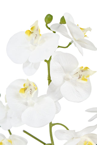 Close-up of a realistic 4-stem Phalaenopsis white orchid, showcasing intricate petal details, by CG Hunter.