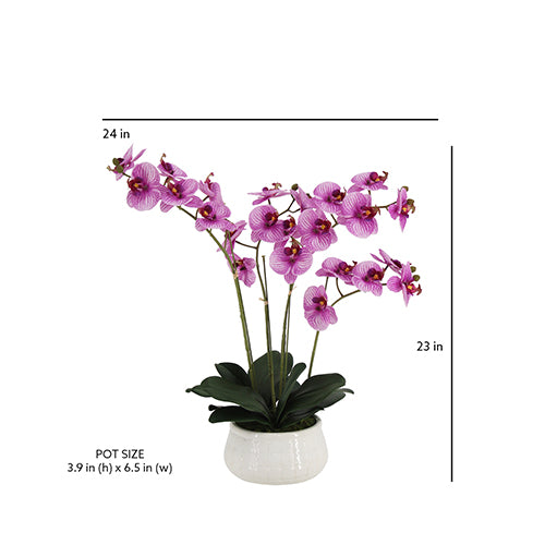 23" Phale Orchid