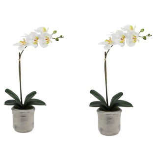 Two White Orchid in grey pots 