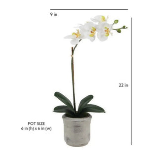 Potted white orchid with measurements on a white background