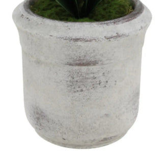 Cement pot with a plant on a white background