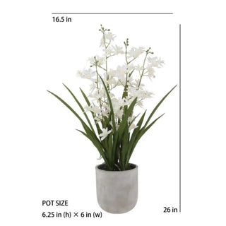 White Vanda Orchid with dimensions on white background 