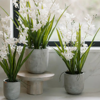 Three potted plants with white flowers on a white surface.