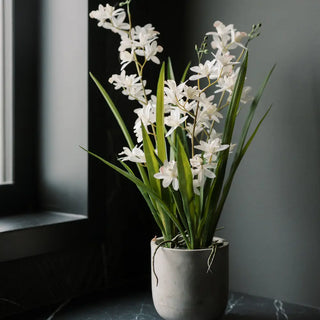 Vanda orchids stagged in bathroom with black background 