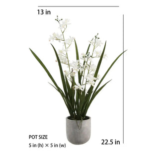 White Vanda Orchid with dimensions on white background 