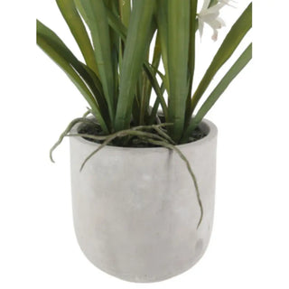 Potted plant with green leaves and white flowers in a white pot on a white background