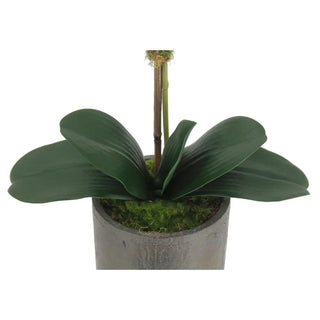 21" White Phalaenopsis Orchid in Textured Pot