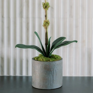 21" White Phalaenopsis Orchid in Textured Pot