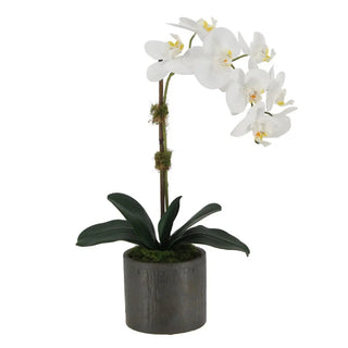 21" White Phalaenopsis Orchid in Textured Pot