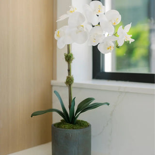 21" White Phalaenopsis Orchid in Textured Pot