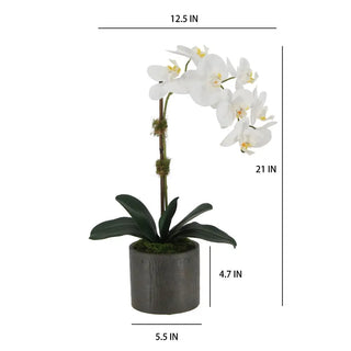 21" White Phalaenopsis Orchid in Textured Pot