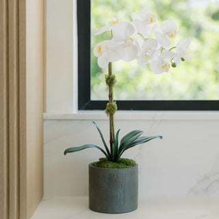 21" White Phalaenopsis Orchid in Textured Pot