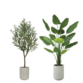 Artificial 7' Olive Tree and 8' Bird of Paradise Tree