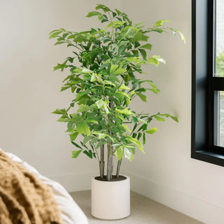 Potted plant in a room with a window