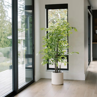 Potted plant in a modern interior setting with large windows