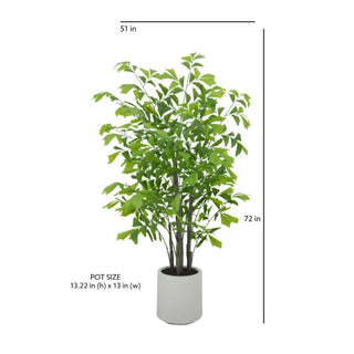 Potted plant with dimensions and pot size information on a white background