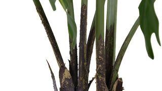 Close-up view of the base of the 3' Faux Potted Philodendron by CG Hunter, showcasing realistic textures and detailing of the plant's stems and roots.