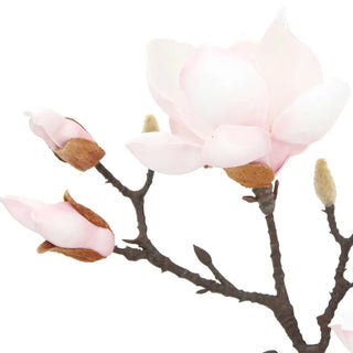 Pink Magnolia Study in Smoke