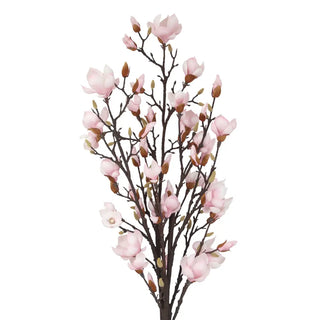 Pink Magnolia Study in Smoke