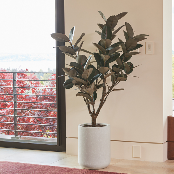 5' Rubber Ficus Tree in Modern Gray Planter
