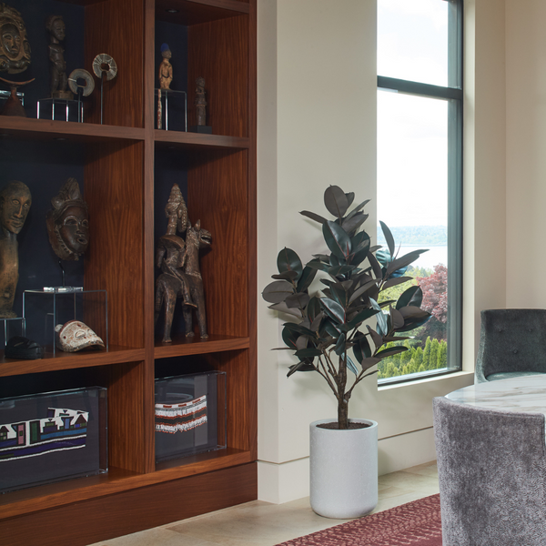 5' Rubber Ficus Tree in Modern Gray Planter