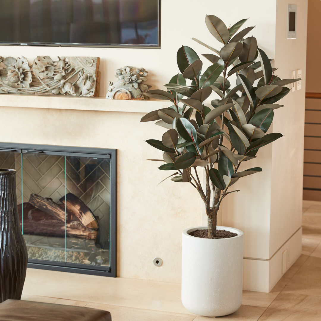5' Rubber Ficus Tree in Modern Gray Planter