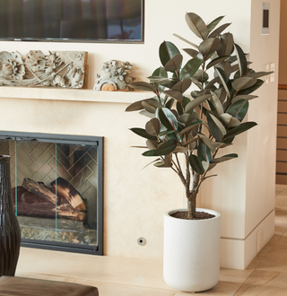 Luxurious 5' Rubber Ficus Tree elegantly displayed in a modern gray planter by CG Hunter, enhancing a stylish indoor space with natural elegance.