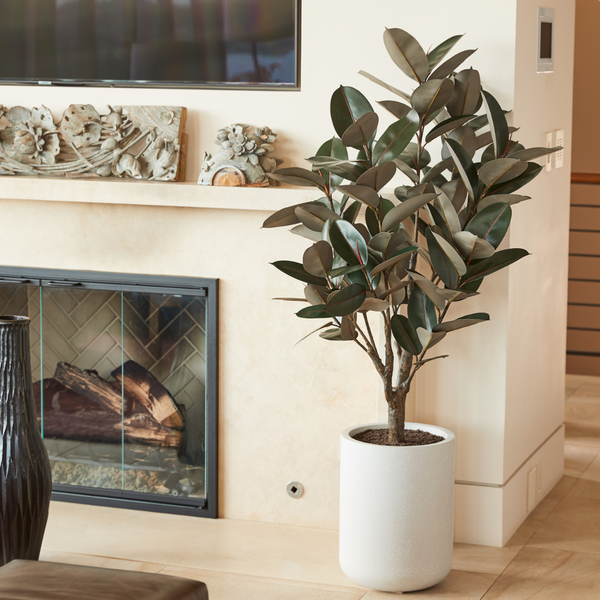 5' Rubber Ficus Tree in Modern Gray Planter
