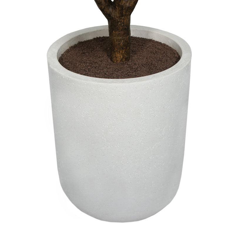 5' Rubber Tree in Modern Gray Planter