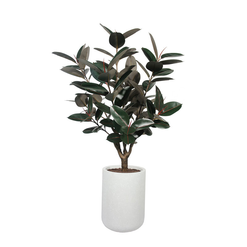 5' Rubber Tree in Modern Gray Planter