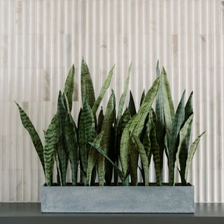 Potted snake plant on a table with a neutral background