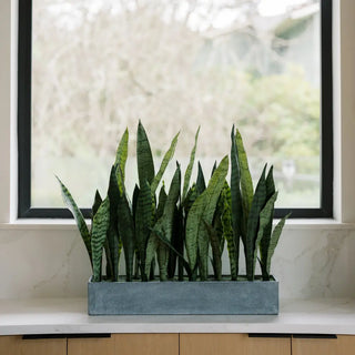Potted snake plant on a windowsill with a blurred outdoor background