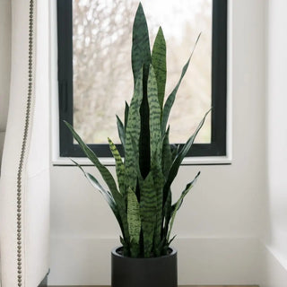 Potted snake plant in a room with a window in the background