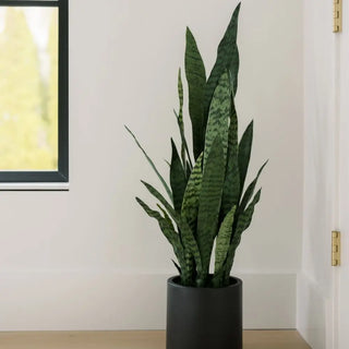 Potted snake plant in a room with a neutral wall and a framed picture.
