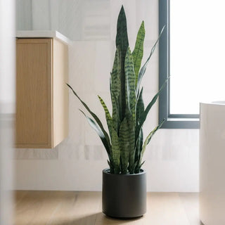 Potted snake plant in a modern indoor setting with a window and cabinet.