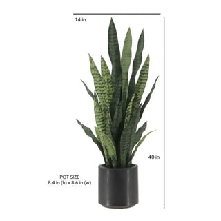 Potted plant with dimensions indicated on a white background