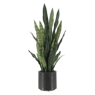 Potted snake plant on a white background