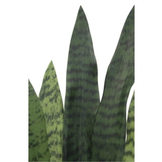 Close-up of a green snake plant with dark green stripes on a white background