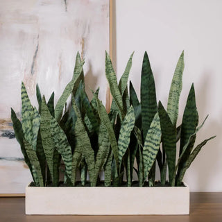 Potted snake plant on a wooden surface with a marble wall in the background