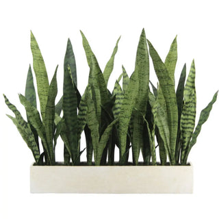 Green snake plant in a rectangular pot on a white background
