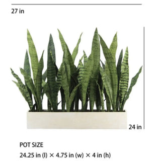 Potted plant with dimensions labeled on a white background