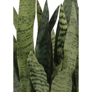 Rectangular Snake Plant Arrangement in Gray Pot