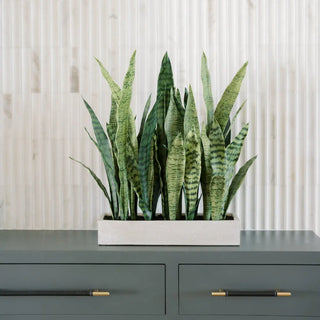 Rectangular Snake Plant Arrangement in Gray Pot