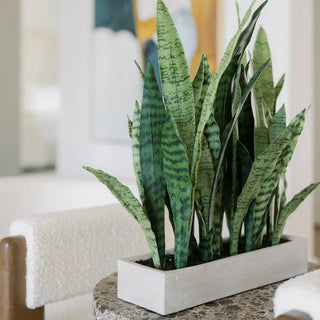 Rectangular Snake Plant Arrangement in Gray Pot