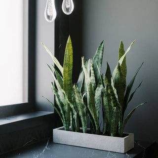 Rectangular Snake Plant Arrangement in Gray Pot