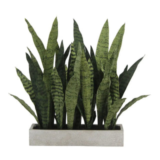 Rectangular Snake Plant Arrangement in Gray Pot