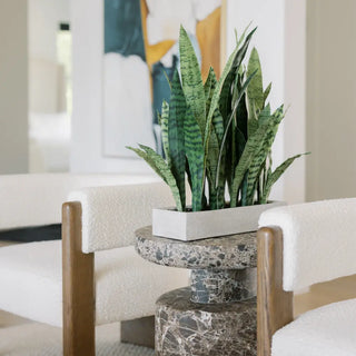 Rectangular Snake Plant Arrangement in Gray Pot