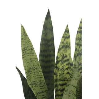 25" Snake Plant in Gray Pot