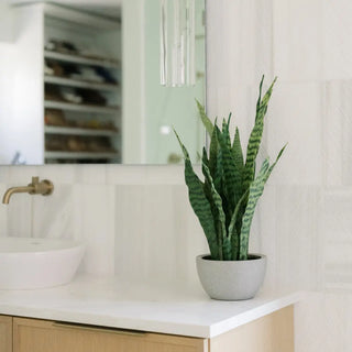 25" Snake Plant in Gray Pot
